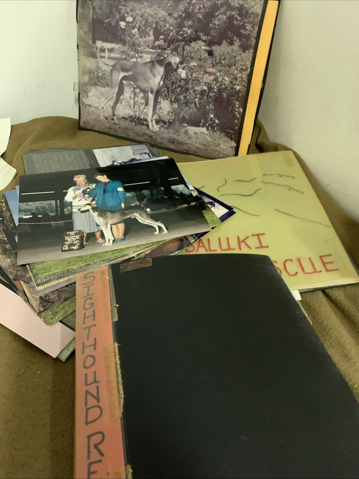 Saluki Greyhound Sanfrancisco Club Vintage Photo Album Lots 200+ 