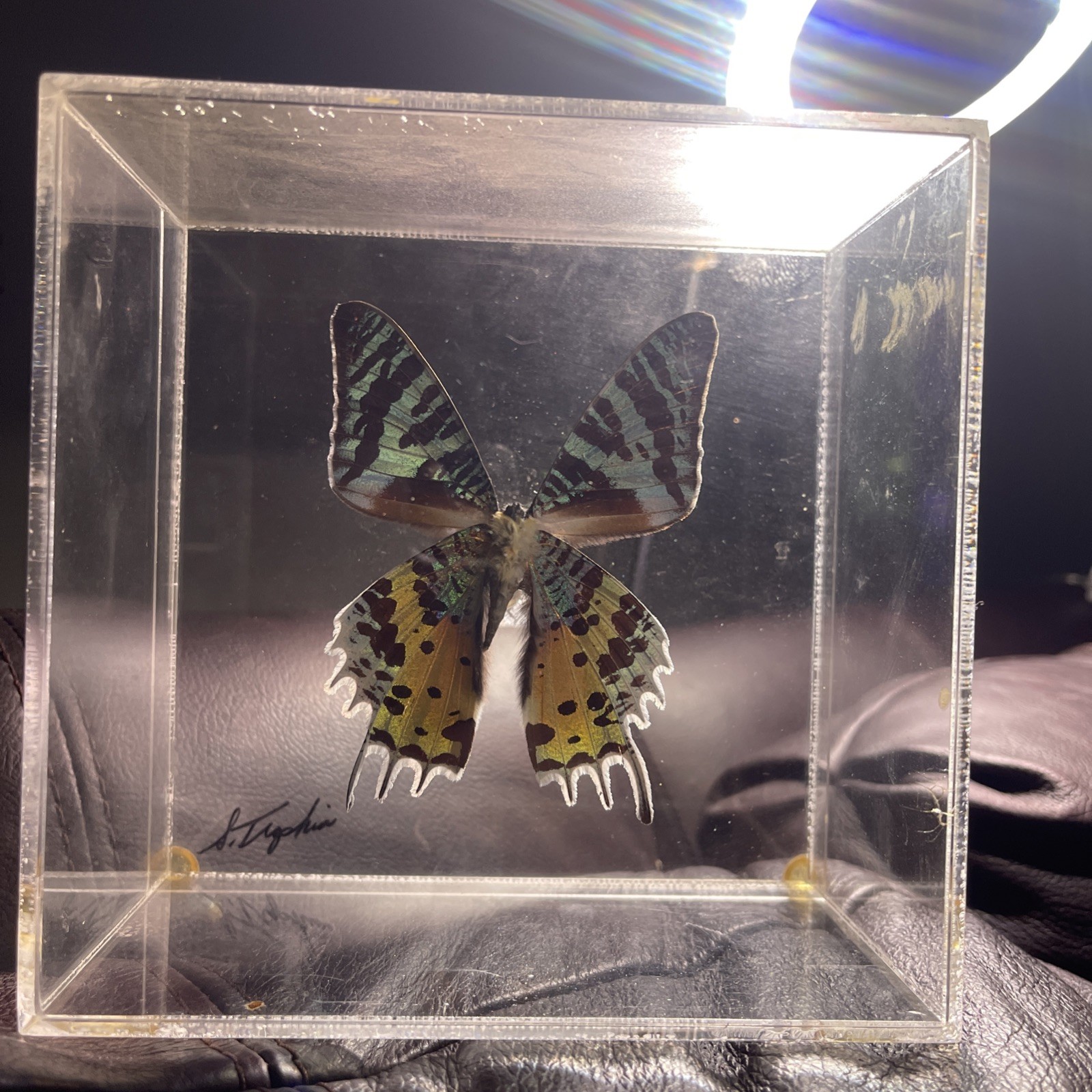 Vintage Signed SAM TROPHIA Real Madagascan Sunset Moth Acrylic Lucite Box
