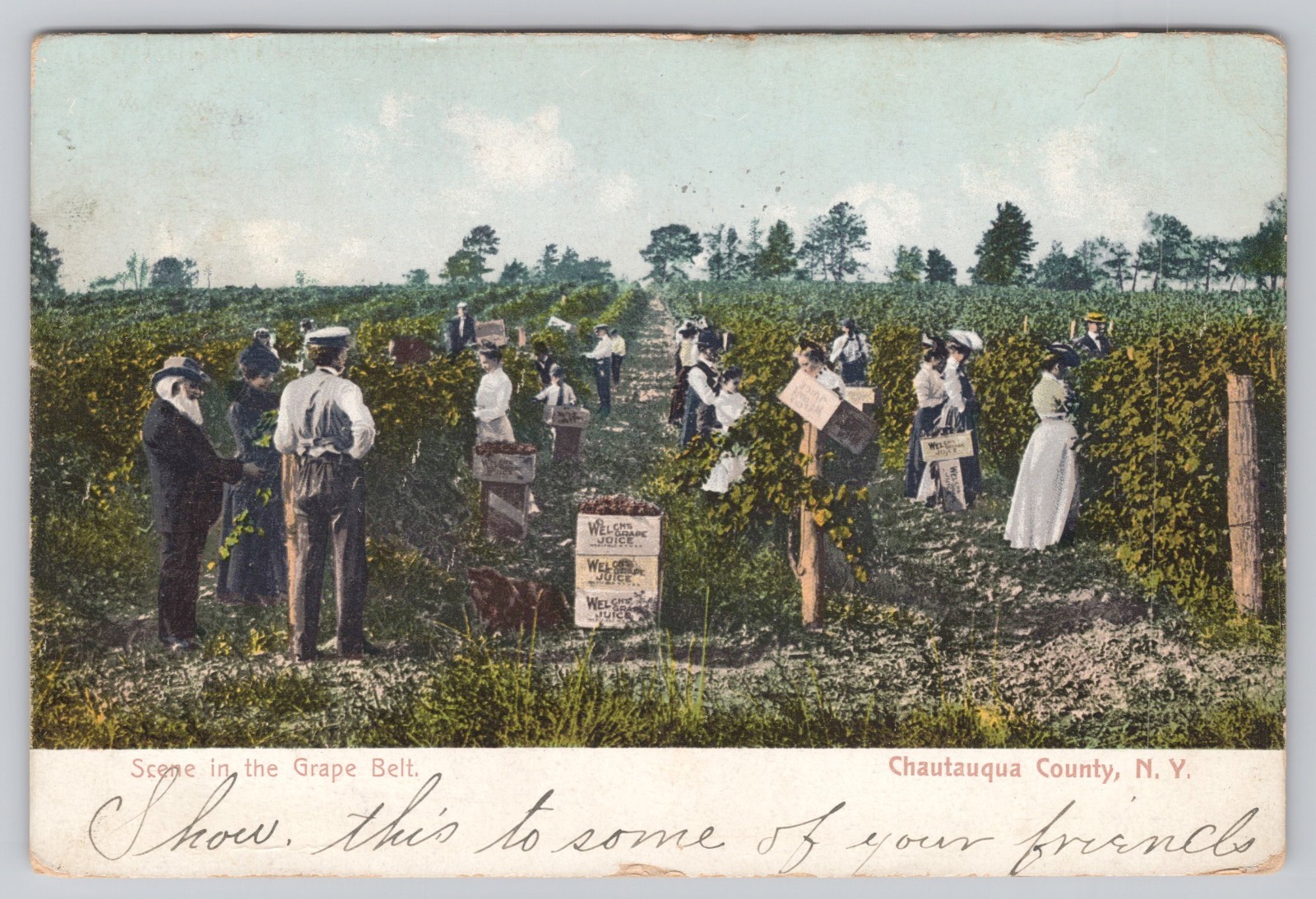 1906 New York Grape Belt Welch\'s Juice Postcard Chautauqua County
