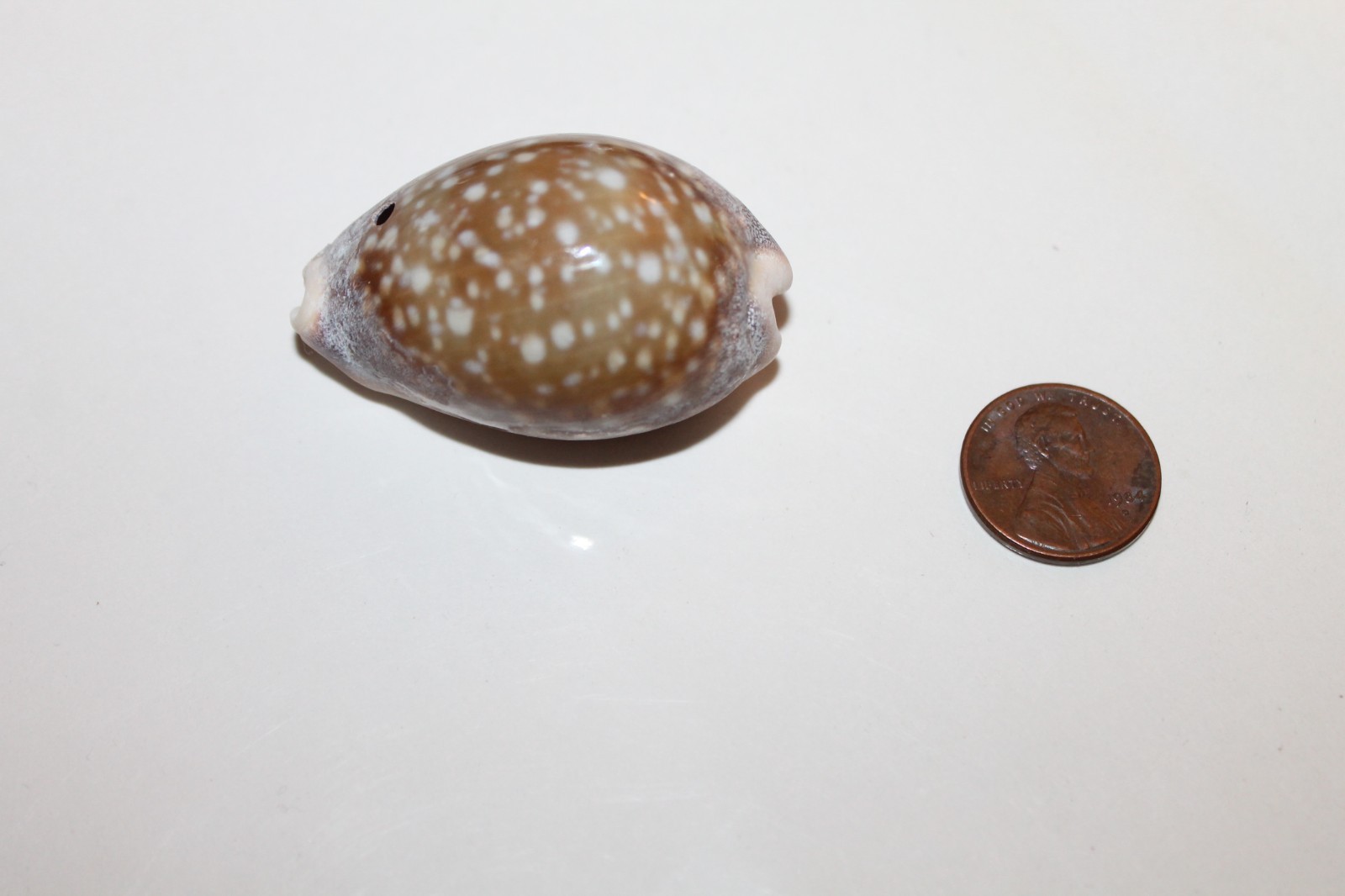Calf Cowrie Shell **MANY OTHER SHELLS AVAILABLE**