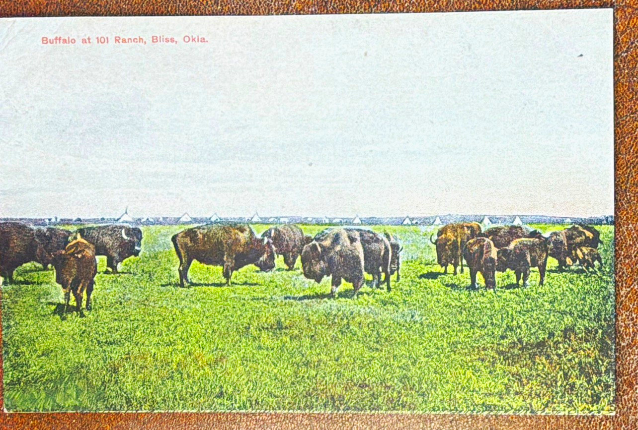 Buffalo on 101 Ranch, Oklahoma Buffalo Postcard. Posted Divided Back Lithograph