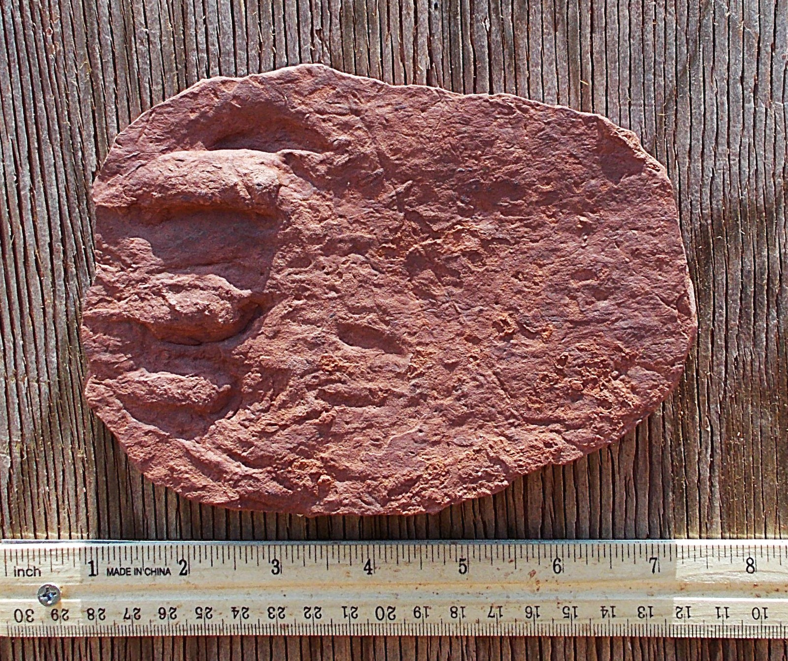 Own a dorsum-side (top of manus) footprint.