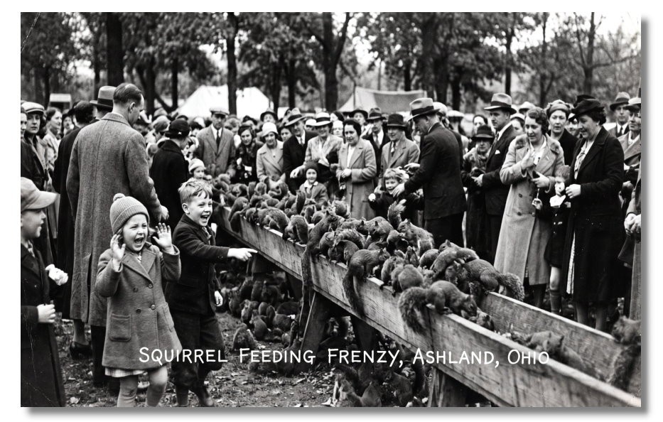 Vintage‑STYLE NEW ART 1930\'s RPPC-SQUIRREL FEEDING FRENZY, ASHLAND OHIO-FAUX