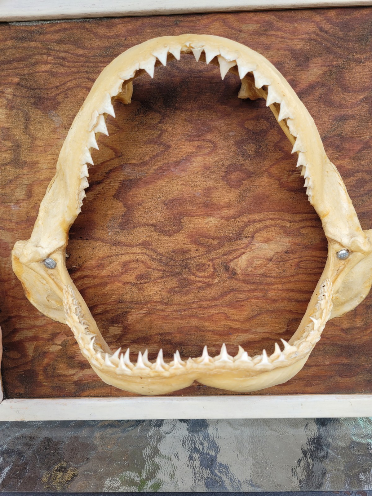 VINTAGE TAXIDERMY 11\