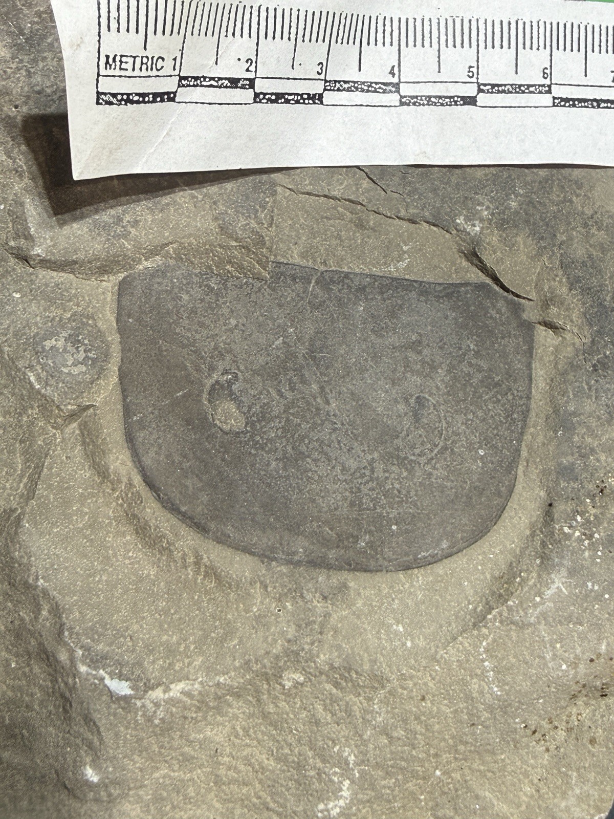 Large Eurypterus lacustris Carapace Ridgemount Quarry Canada Silurian E7