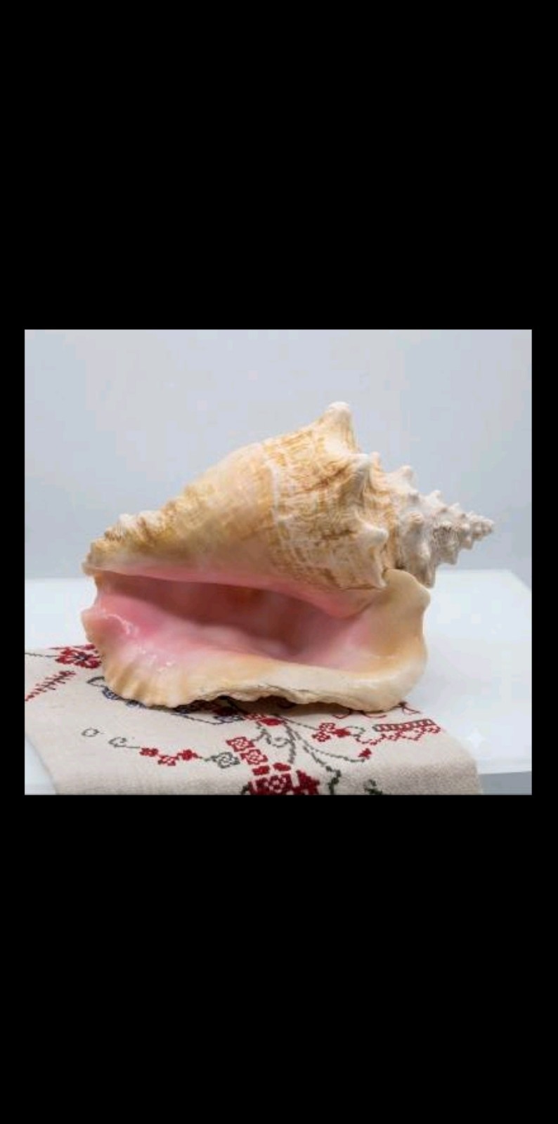 Large Queen Conch Shell 11\'\'x 8.5\'\'