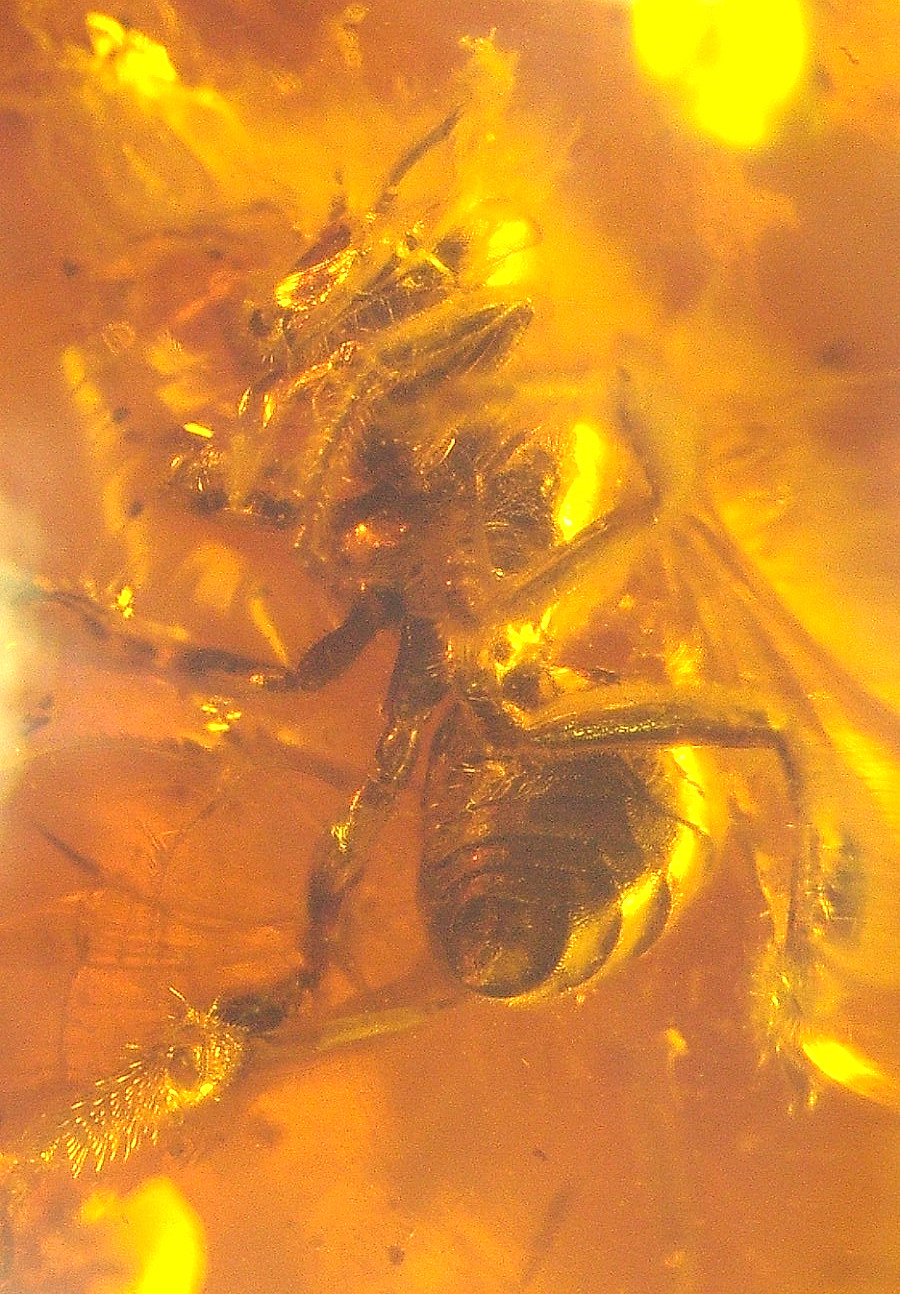 Ultra RARE 2 True Bees of Genus Electrapis in Baltic Amber Fossil Gemstone