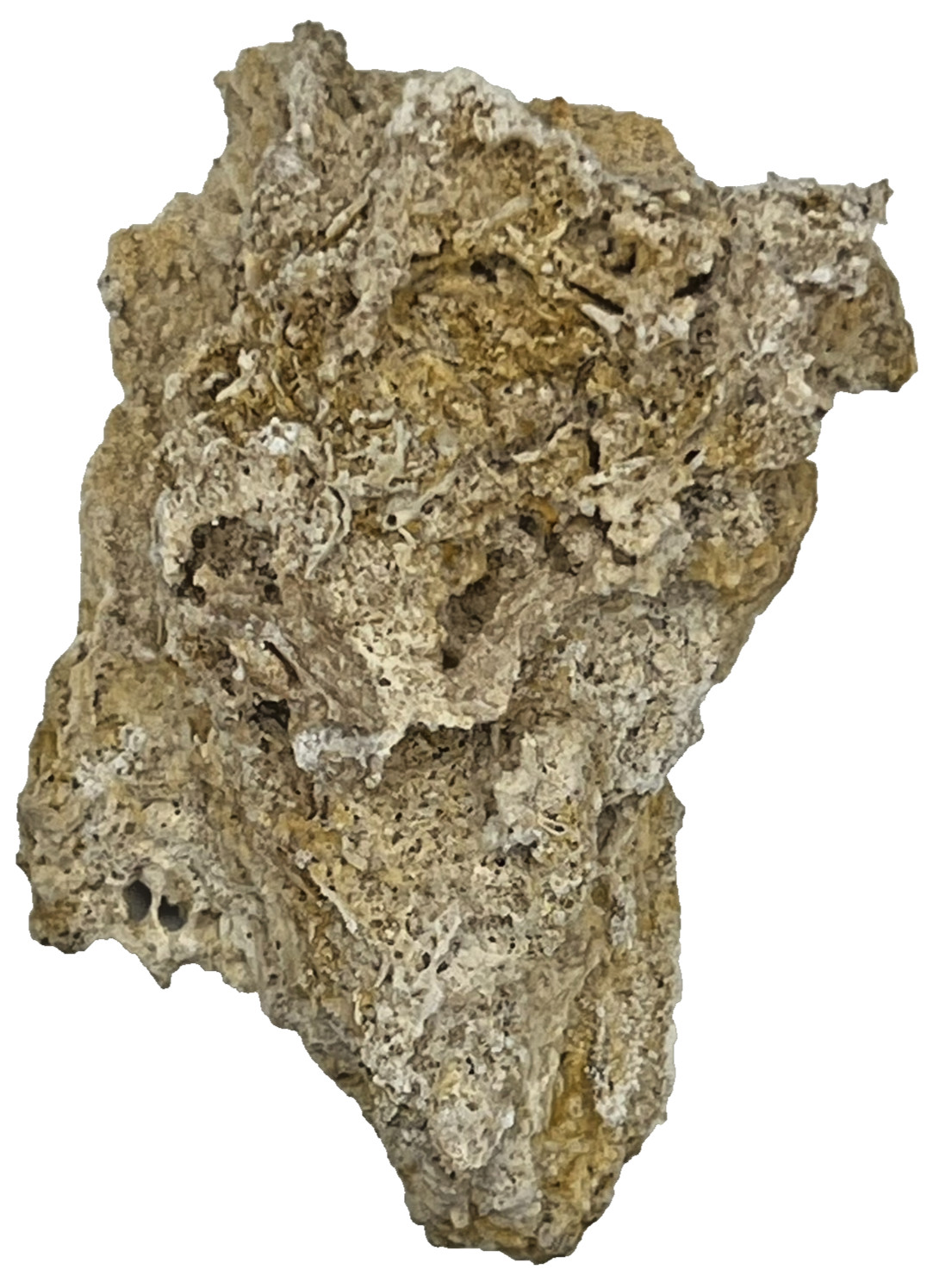 Medium Unidentified Fossil Specimen | RARE 3D Soft-Body Geometry | SEE VIDEO