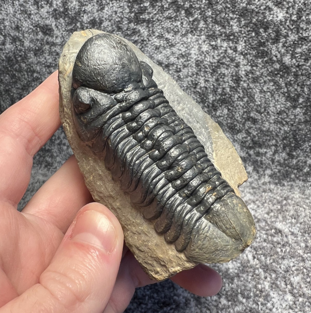 Reedops sp. Trilobite Fossil – Detailed Specimen ✅