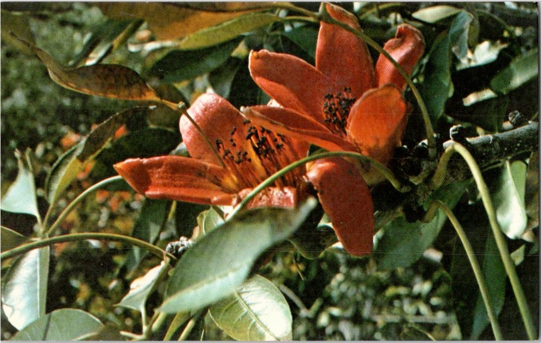 Vintage Kapok Tree Inn Postcard Floral Close-Up Clearwater Florida