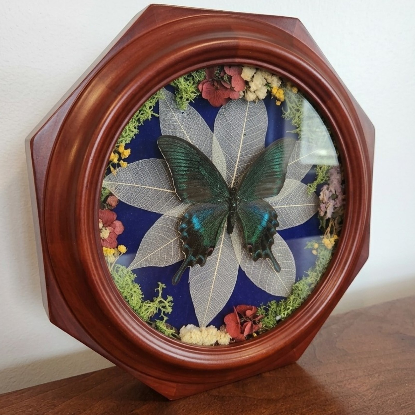 Real Butterfly Taxidermy - Upcycled Vintage Clock Shadowbox Convex Bubble Glass
