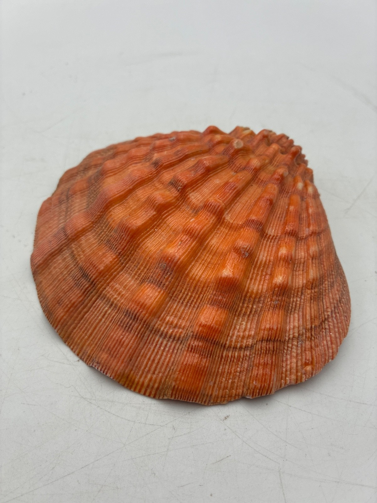 Beautiful~Large~5.25 Inch~Lion\'s Paw Shell~Scallop Shell~Natural Seashell~Purple