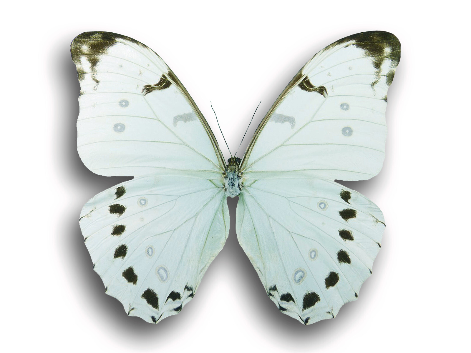 WOW Real Beautiful Morpho Luna LARGE Butterfly Insect Unmounted USA SHIP