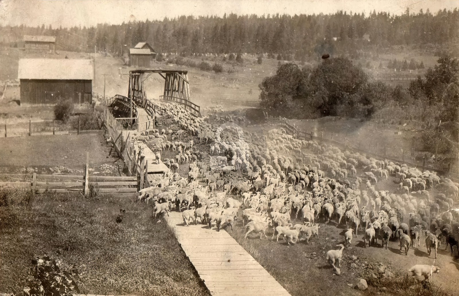 Goldendale Washington WA Sheep Herding c1910 RPPC Photo Postcard COPY