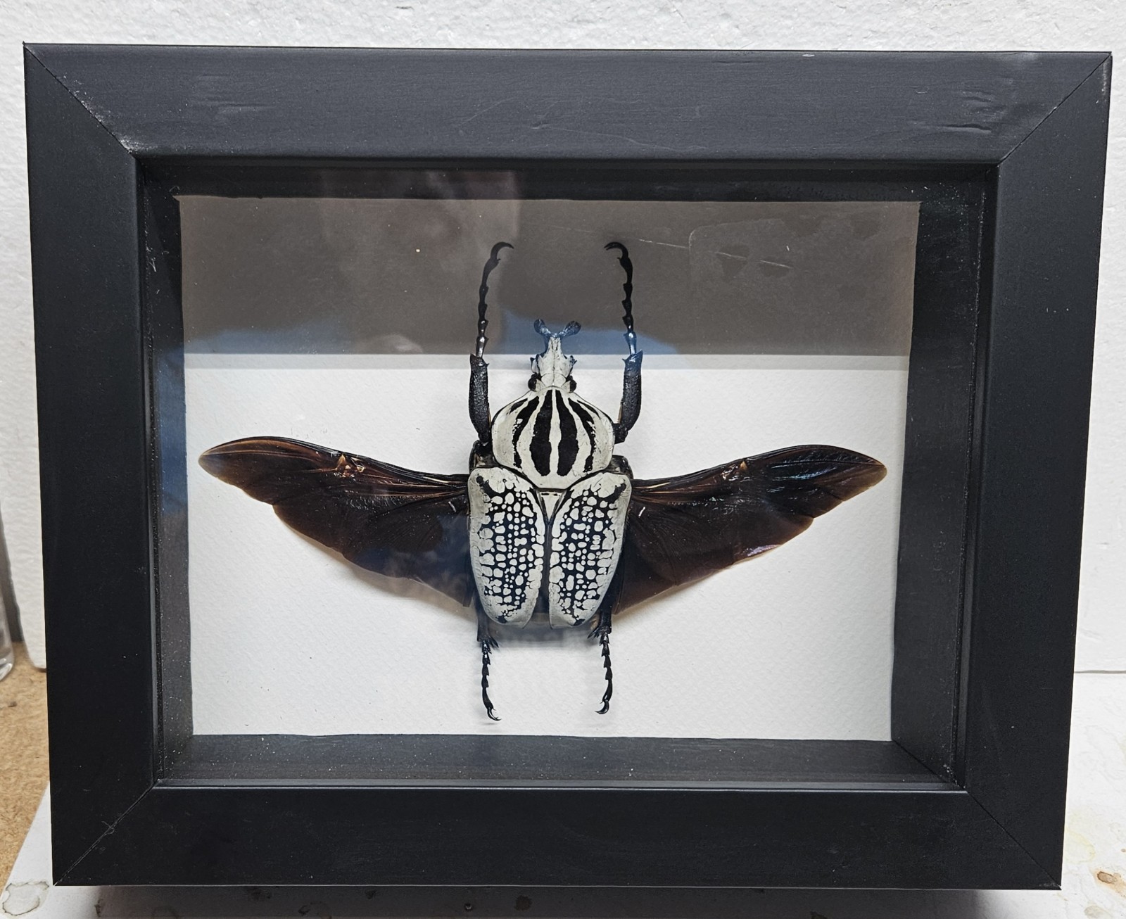 Real Framed Goliath Beetle male (Goliathus Orientalis) from Camaroon