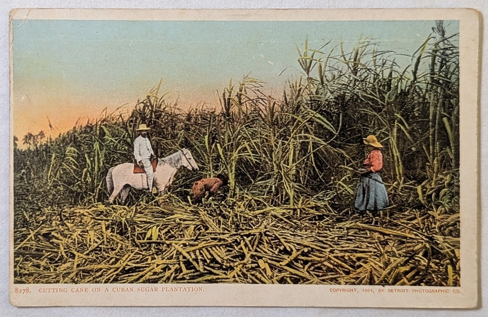 Cuban Sugar Plantation 1904 Detroit Photographic Postcard 8278 Cutting Cane Vtg