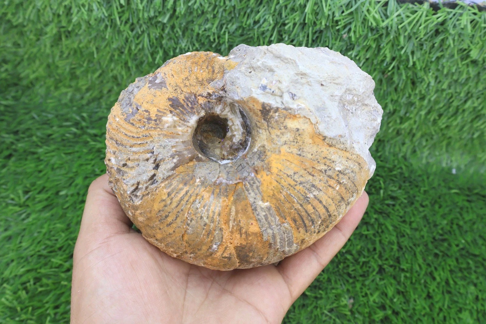Authentic Nautilus Ammonite Fossil – Cretaceous Period Specimen from Morocco 