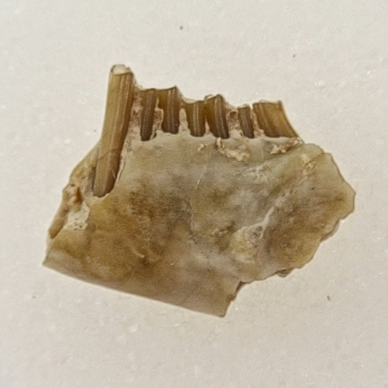 Palaeolagus Jaw Fossil - Rabbit - White River Group - Brule Fm. - Crawford, NE