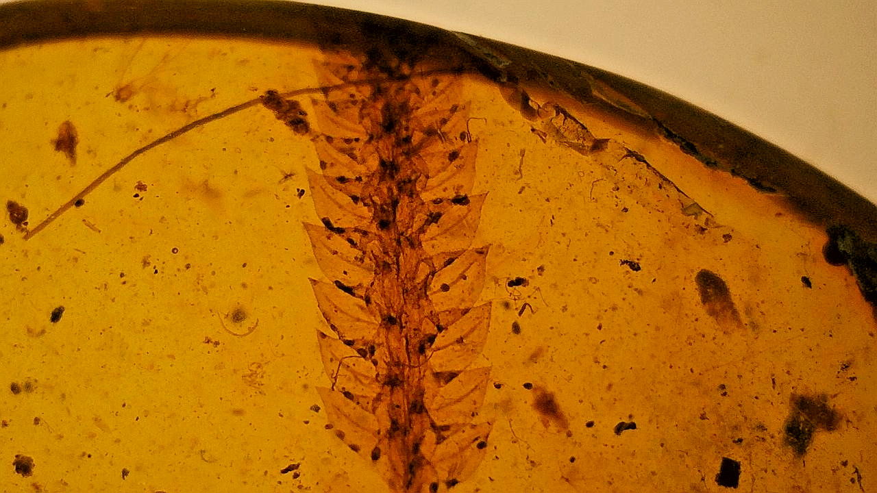 Rare and beautiful burmite amber with plant inclusion