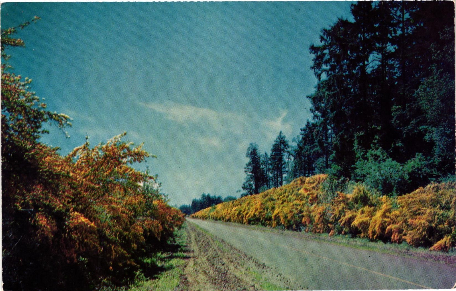 Vintage Postcard- Scotch Broom growing in the Pacific Nortwest