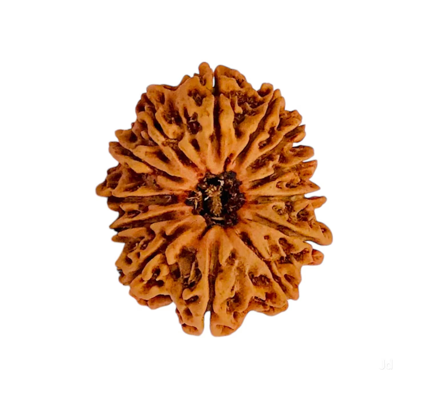 Natural 21 Mukhi Rudraksha Nepal Certified Rare 21 Face Healing Bead