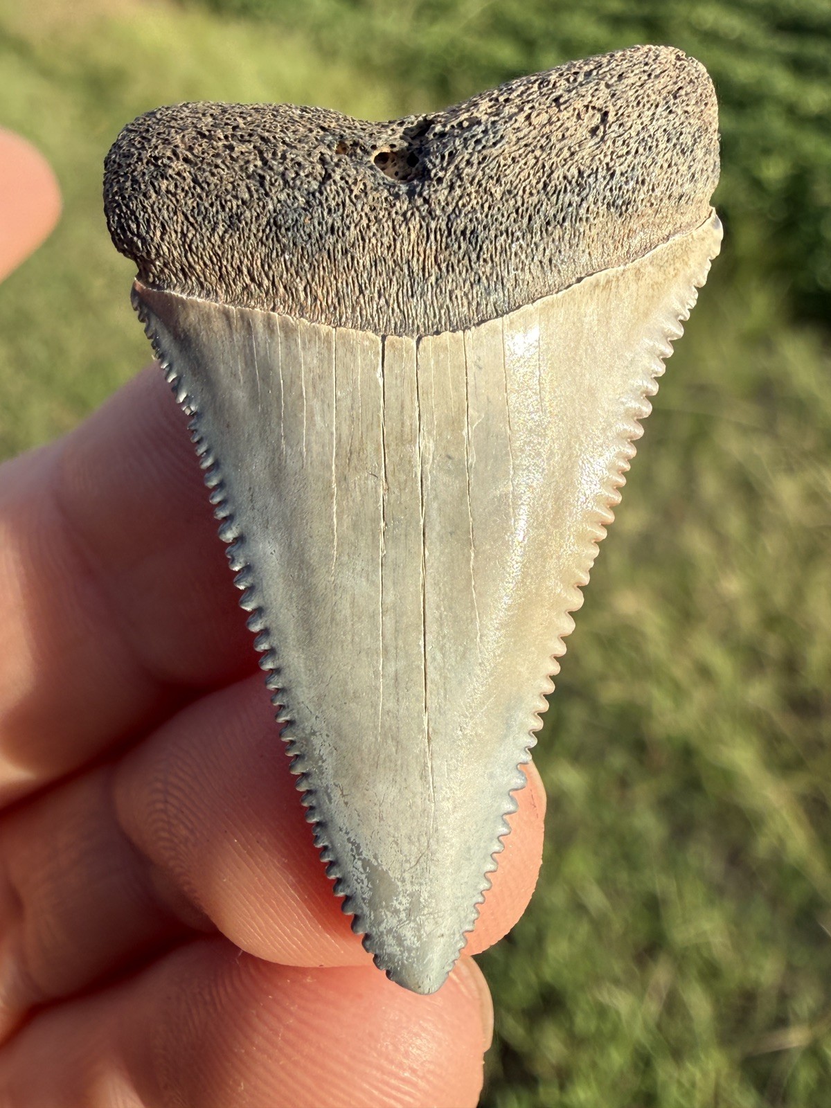 Rare NC River Great White Shark Tooth Fossil 
