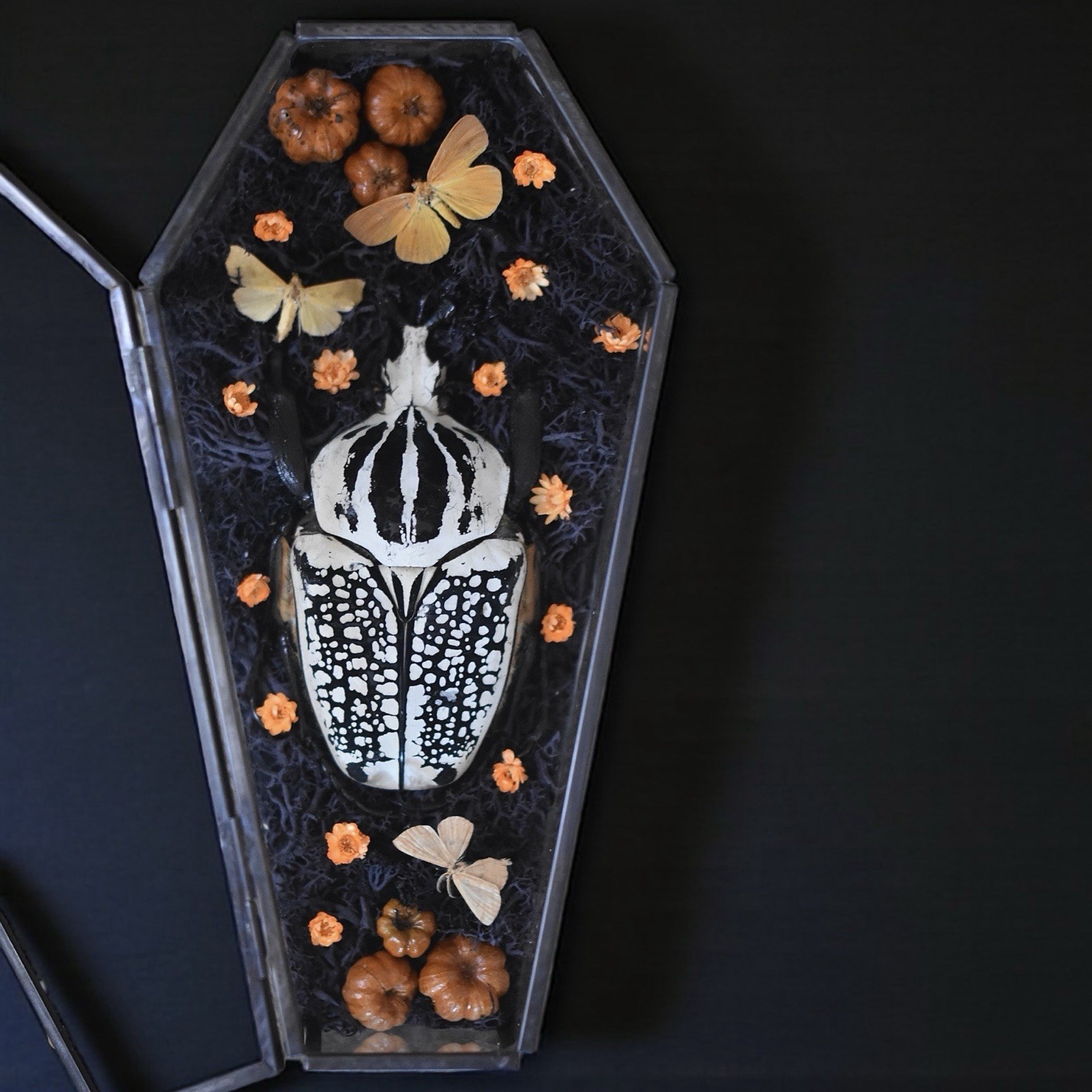 Goliath Beetle Autumn Display in Glass Coffin Terrarium |  Halloween Shadow Box