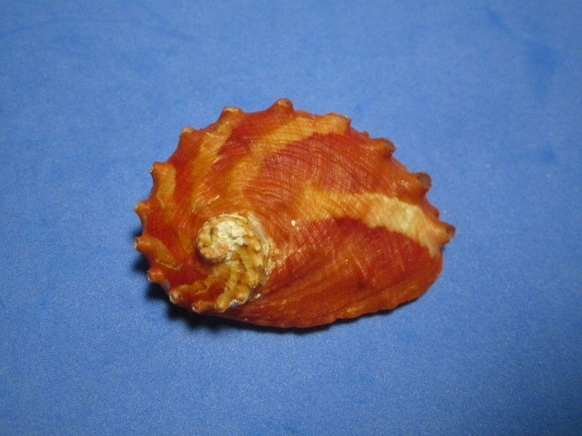 Haliotis volcanius (Patamakanthin & Eng, 2002) \