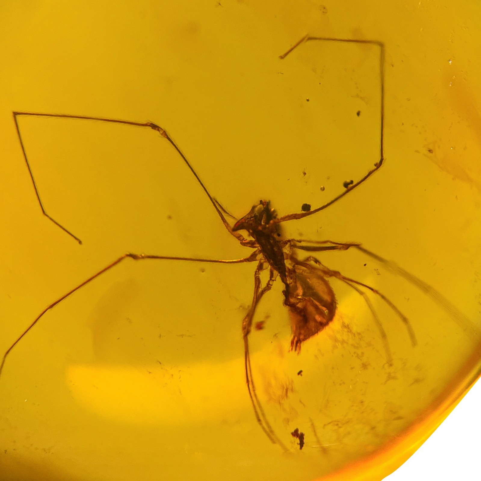 ASSASSIN SPIDER in Burmese / Burmite amber fossil / 100% genuine