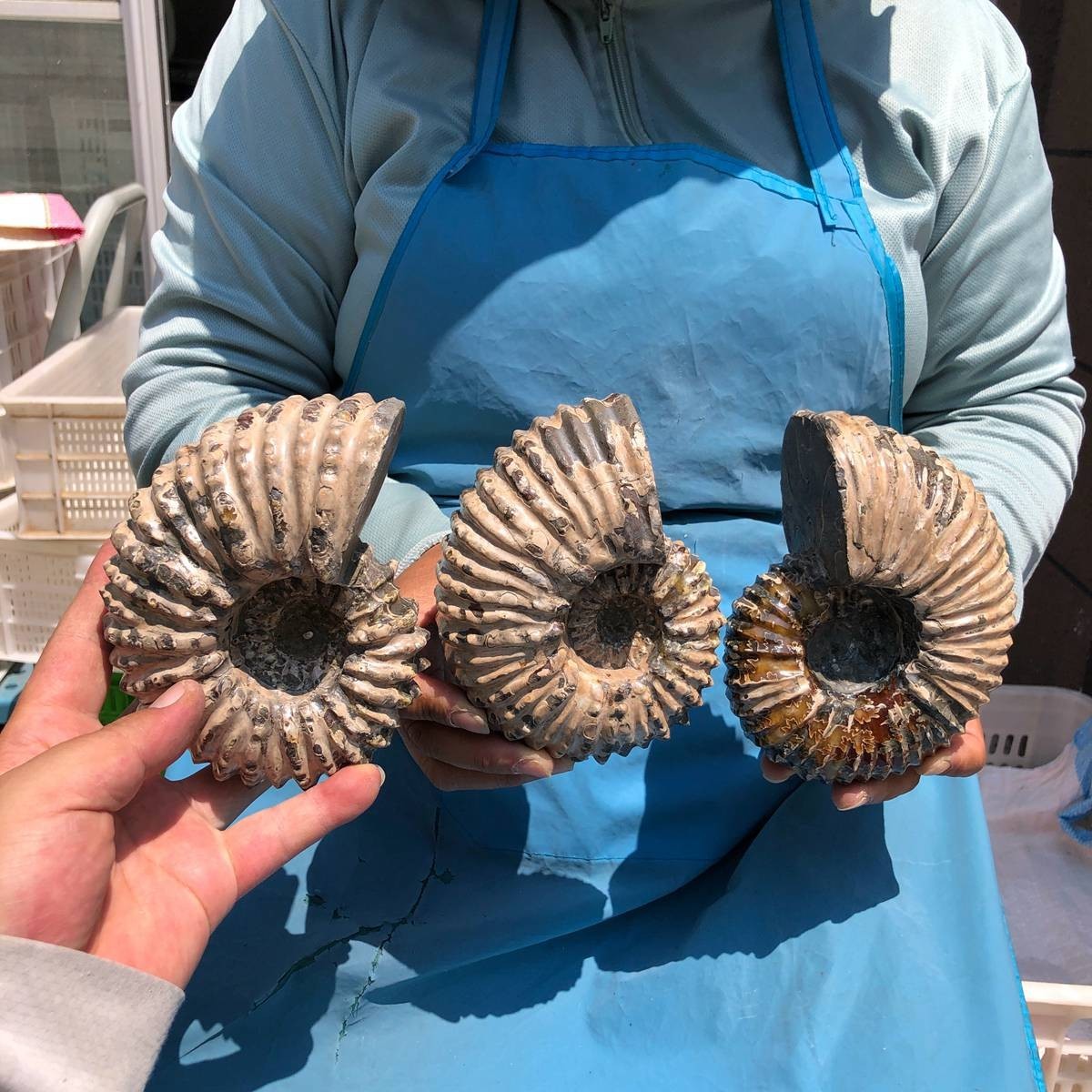 7.15LB  3pcs Natural Horn Screw Fossil Ammonite Conch Crystal Specimen Healing