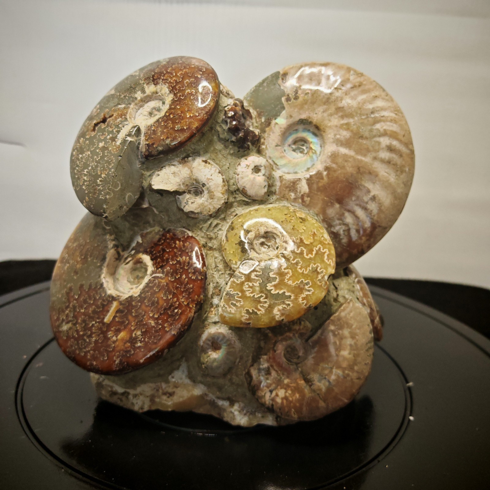 11.88LB Natural large beautiful ammonite fossil, conch crystal specimen healing
