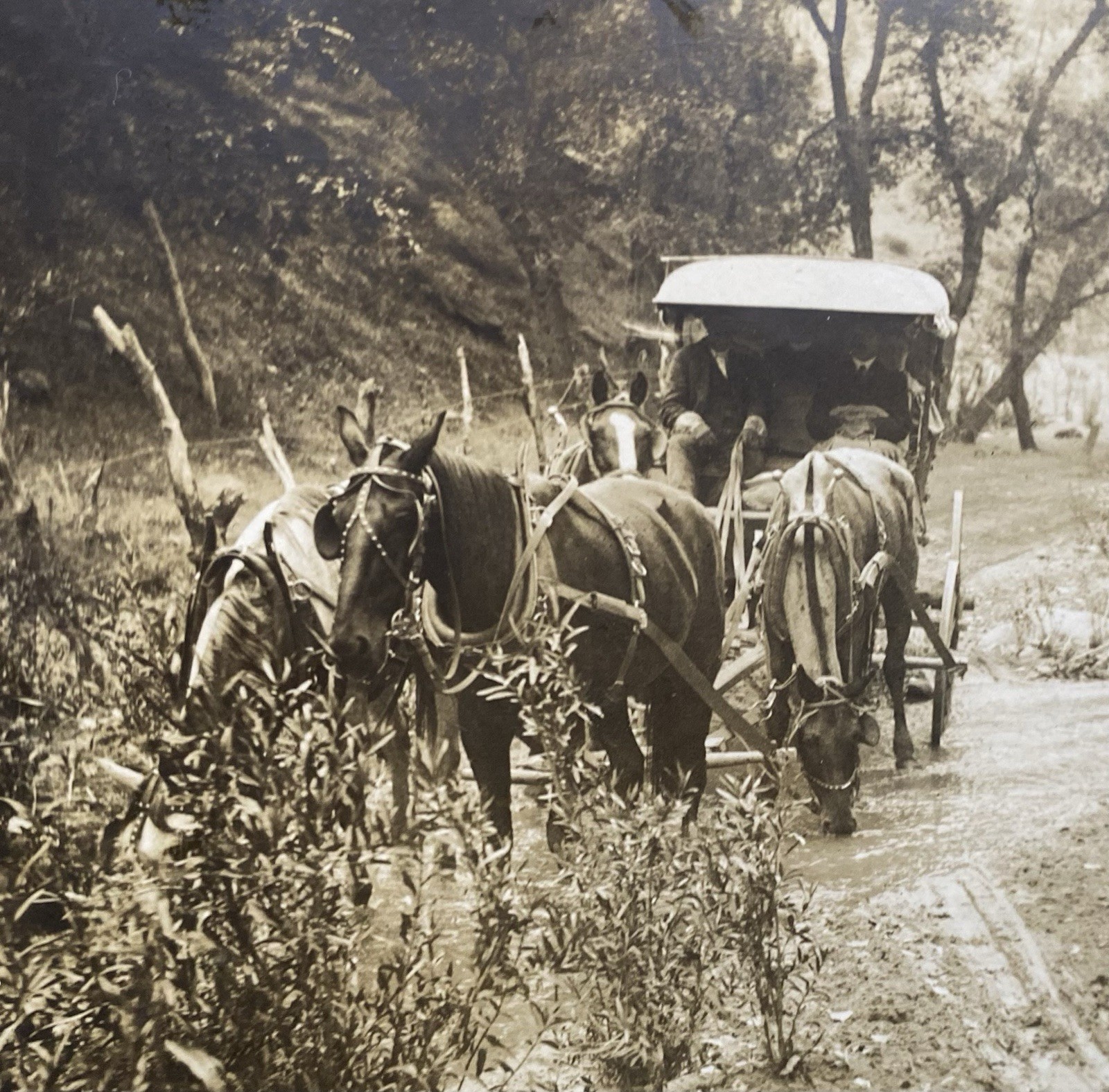Stagecoach between Caliente & Paris & Piute Mining Towns in CA Crossing a Creek