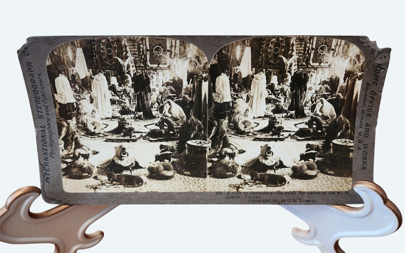 1904 Stereoview Laliberte Fur Parlor Quebec Canada Antique Taxidermy Photography
