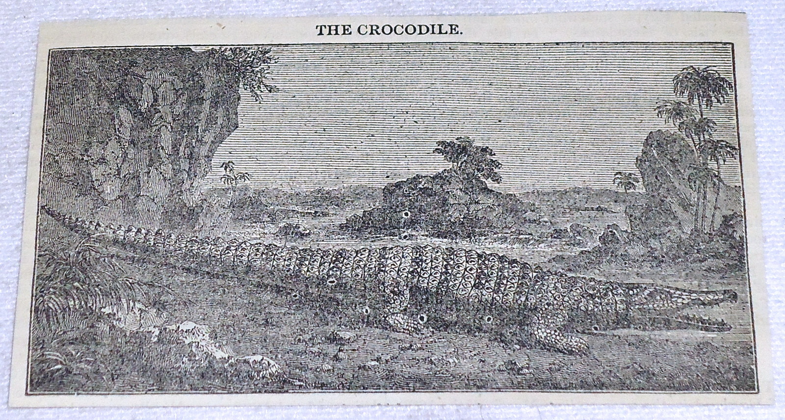 1832 small magazine engraving ~ THE CROCODILE on the shore 
