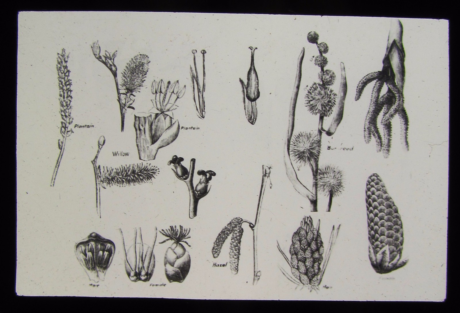 Glass Magic Lantern Slide PLANT POLLINATION NO21 C1900 DRAWING