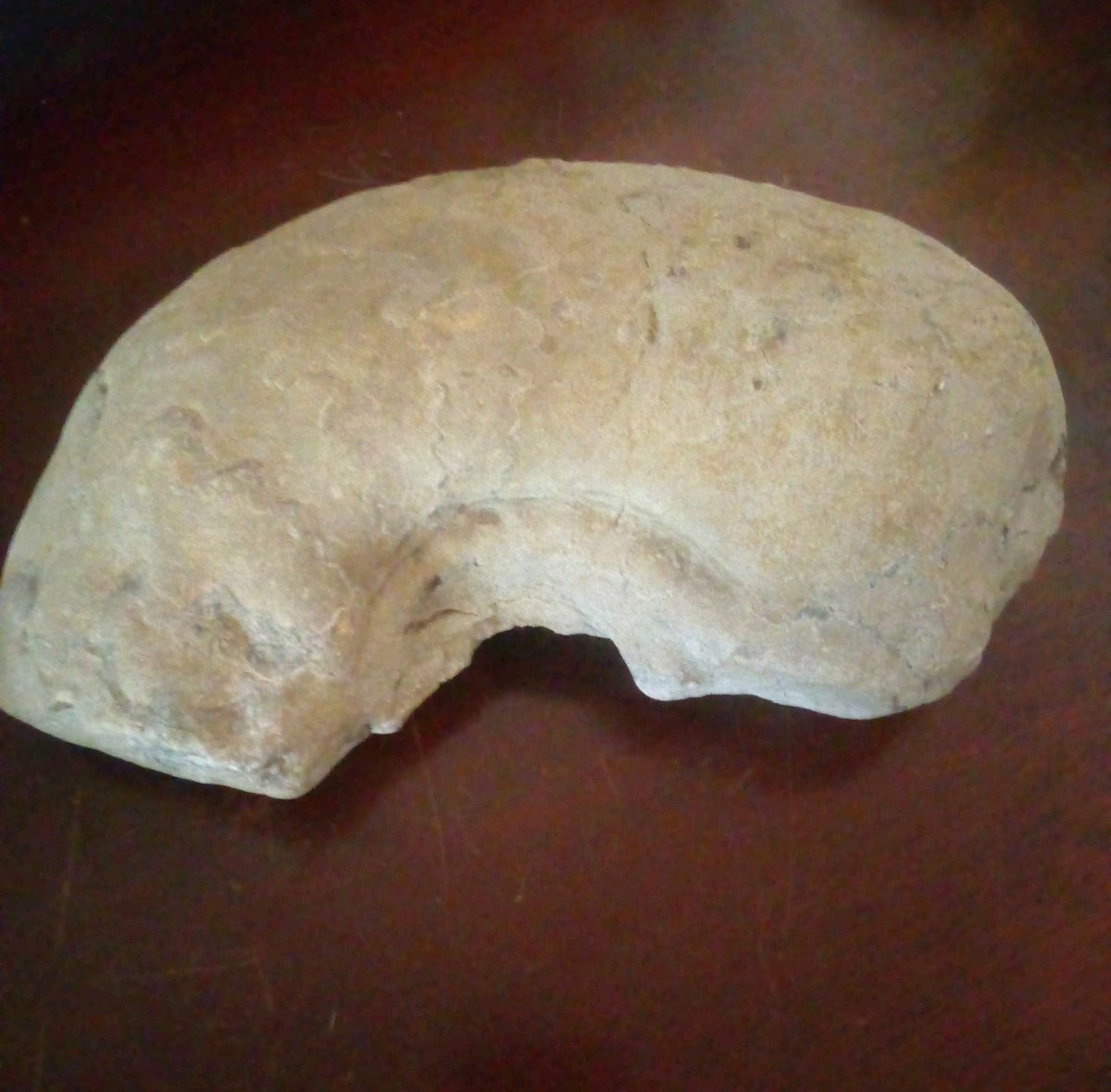 FOSSIL Real Ancient FOSSILIZED creature