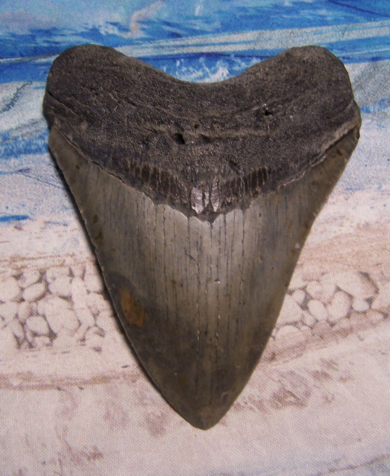 MEGALODON Shark Tooth 4 1/16