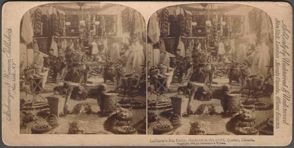 Laliberte Fur Parlor Quebec Canada 1894 Original Stereoview - Canadian Fashion