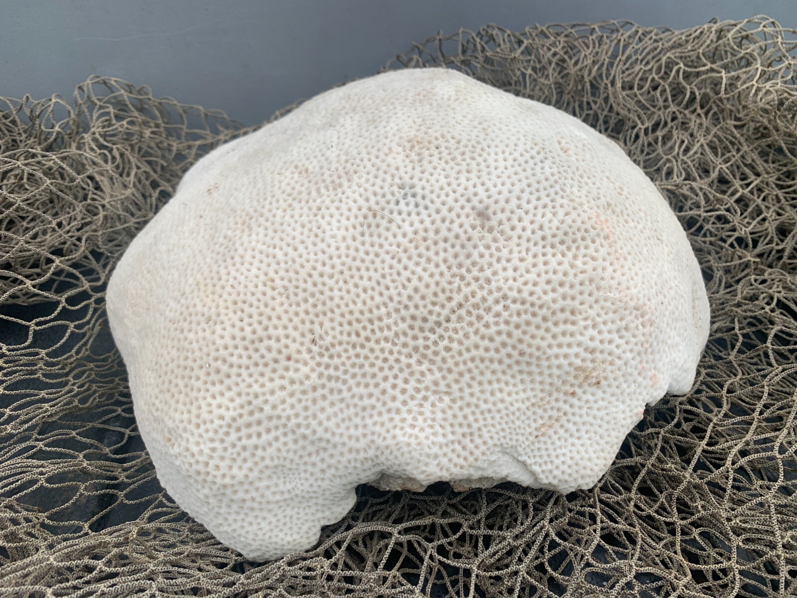 Huge Star Coral Fossil Display Piece  20 Lbs. 
