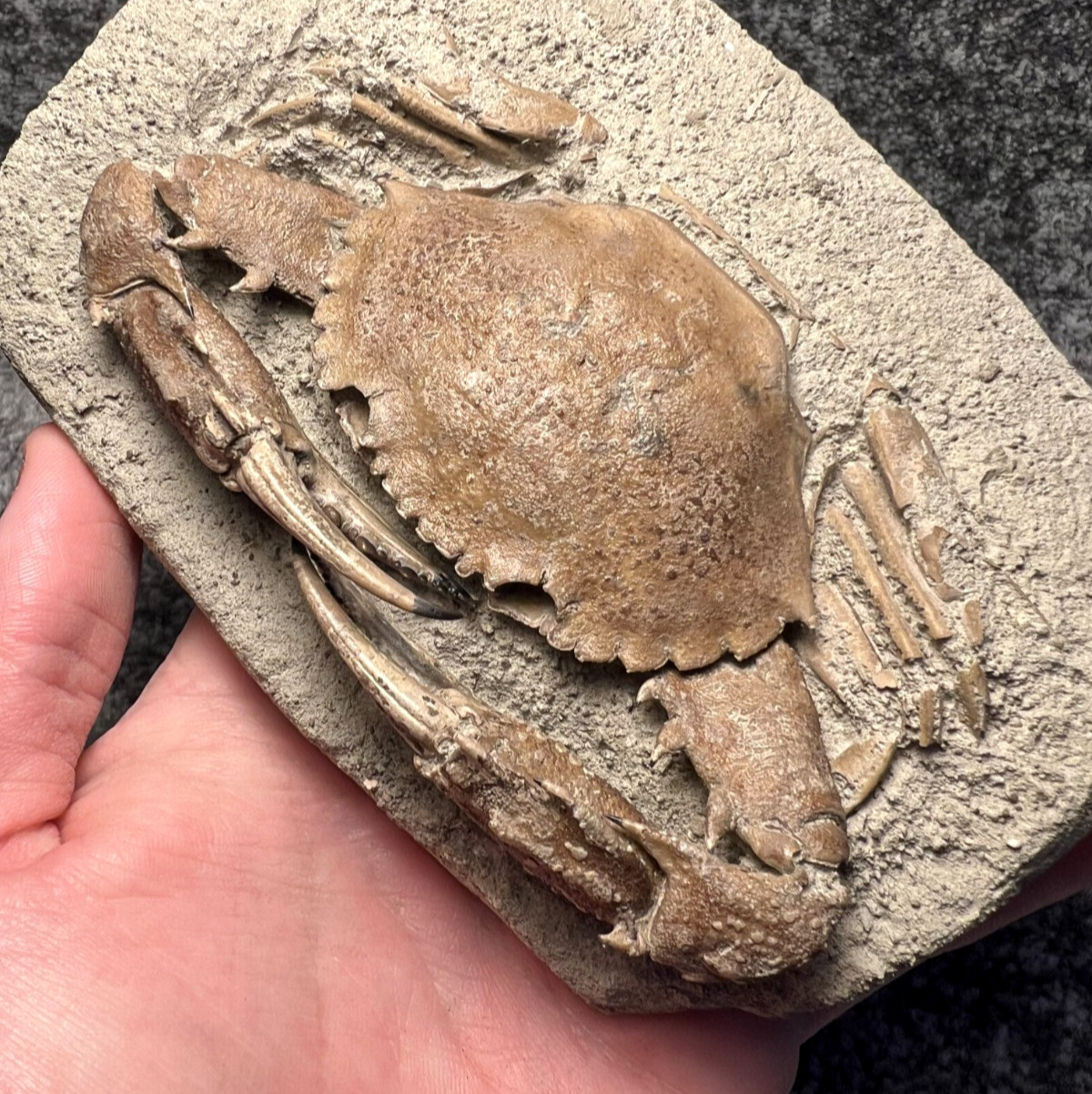 Exceptional Charybdis Fossil Crab – Complete & Highly Detailed ✅