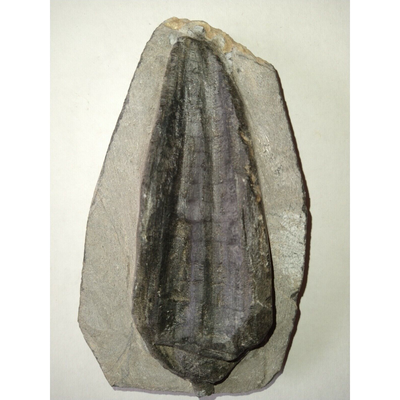 EXTINCTION- Cupressocrinus CRINOID FOSSIL  - TOP QUALITY