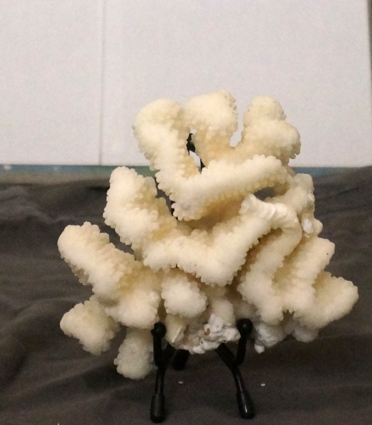 Small Piece Of Natural Coral. 4 by 6 inches