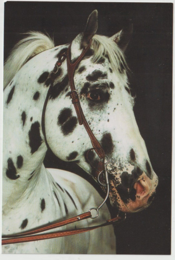 HANDSOME LEOPARD HEADSTUDY ApHC Appaloosa Horse Club Postcard