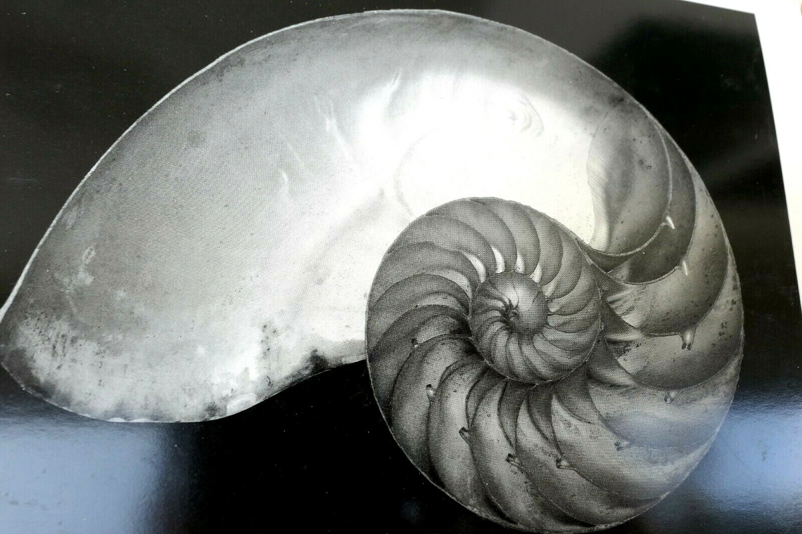 Shells 1927 2-S Photograph by Edward Weston W-007-85 Nautilus greeting card 