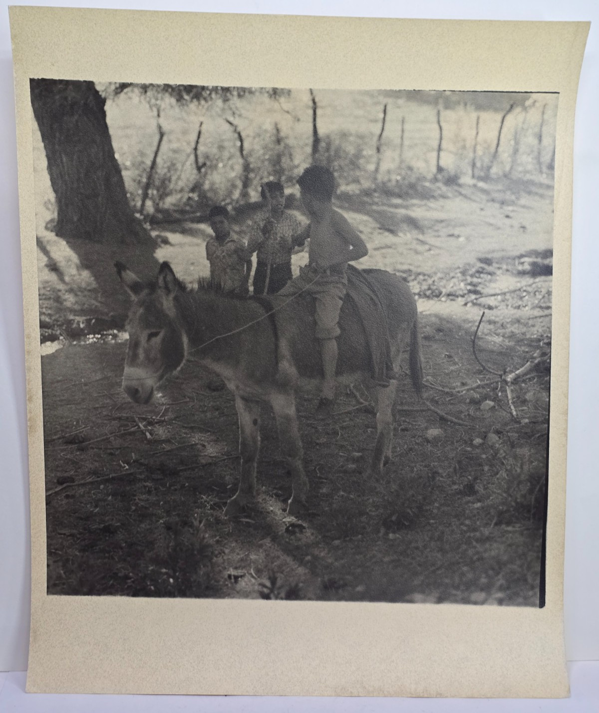 Vintage Original Photograph Rural Children on Donkey Possible Cuba c1950s 8x10