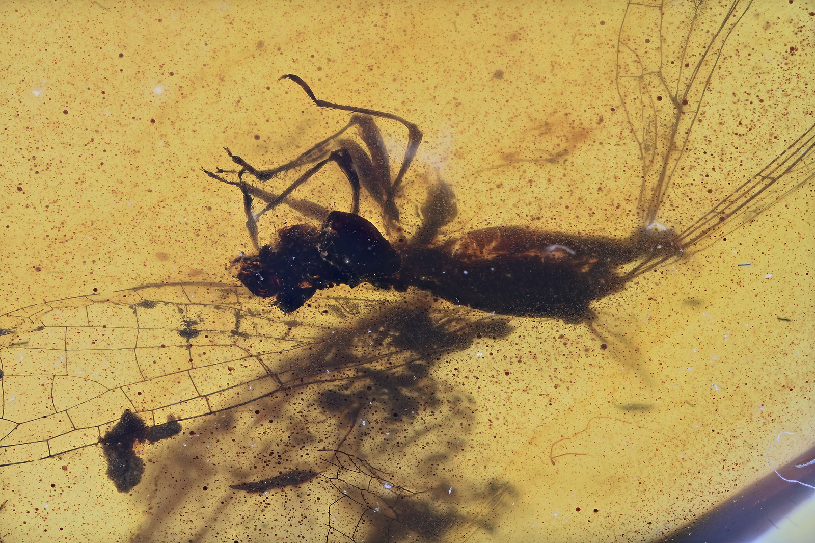 RARE Large Zygoptera (Damselfly), Fossil insect inclusion in Burmese Amber