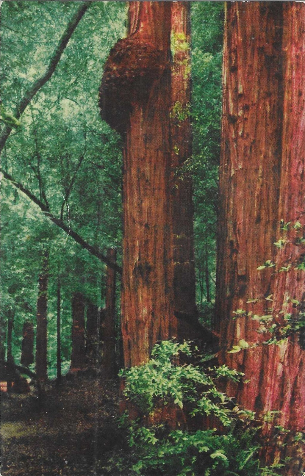 Vintage California Chrome Postcard Massive Burls Redwood Trees