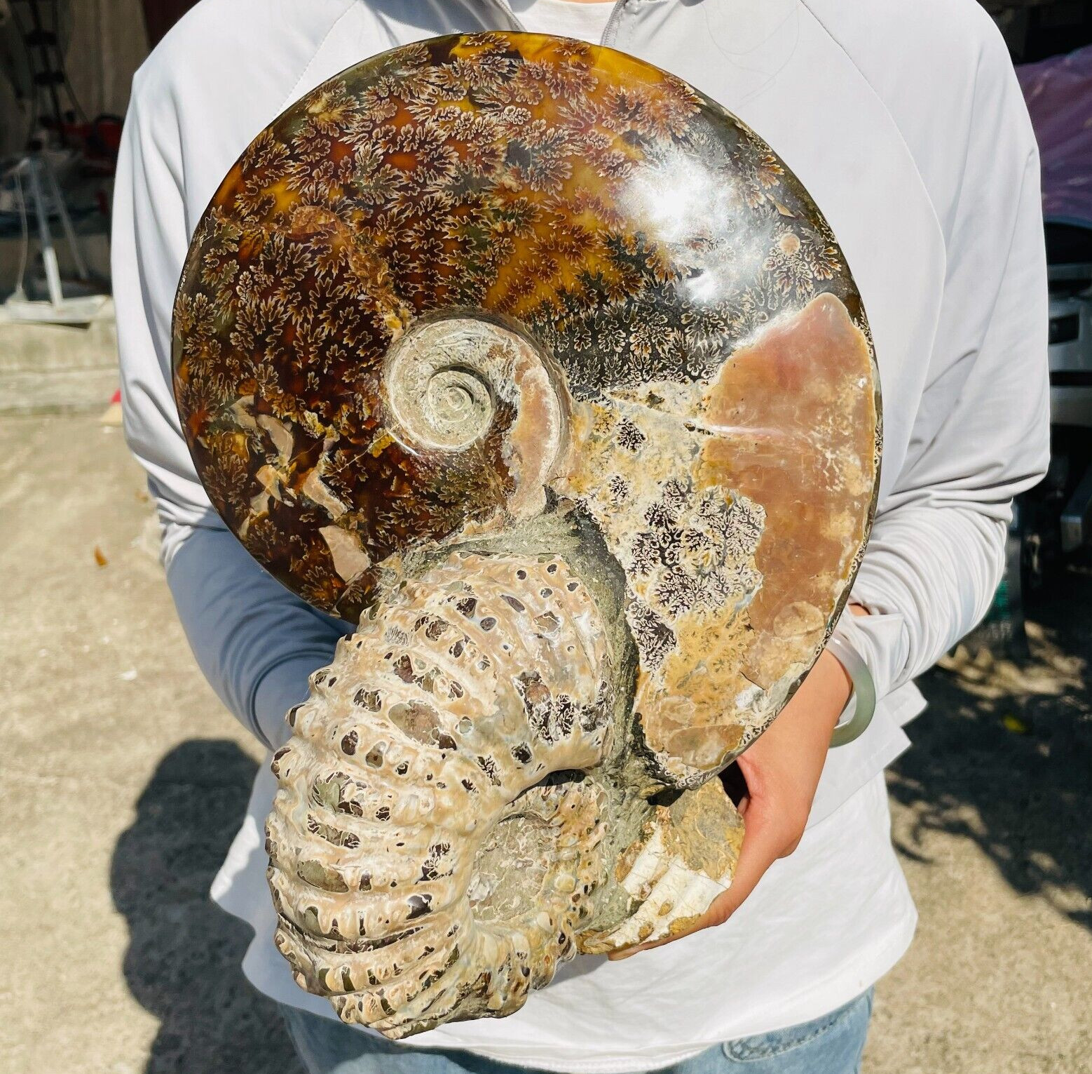 18.25lb Large Natural Ammonite Conch Specimen Mineral Healing Reiki