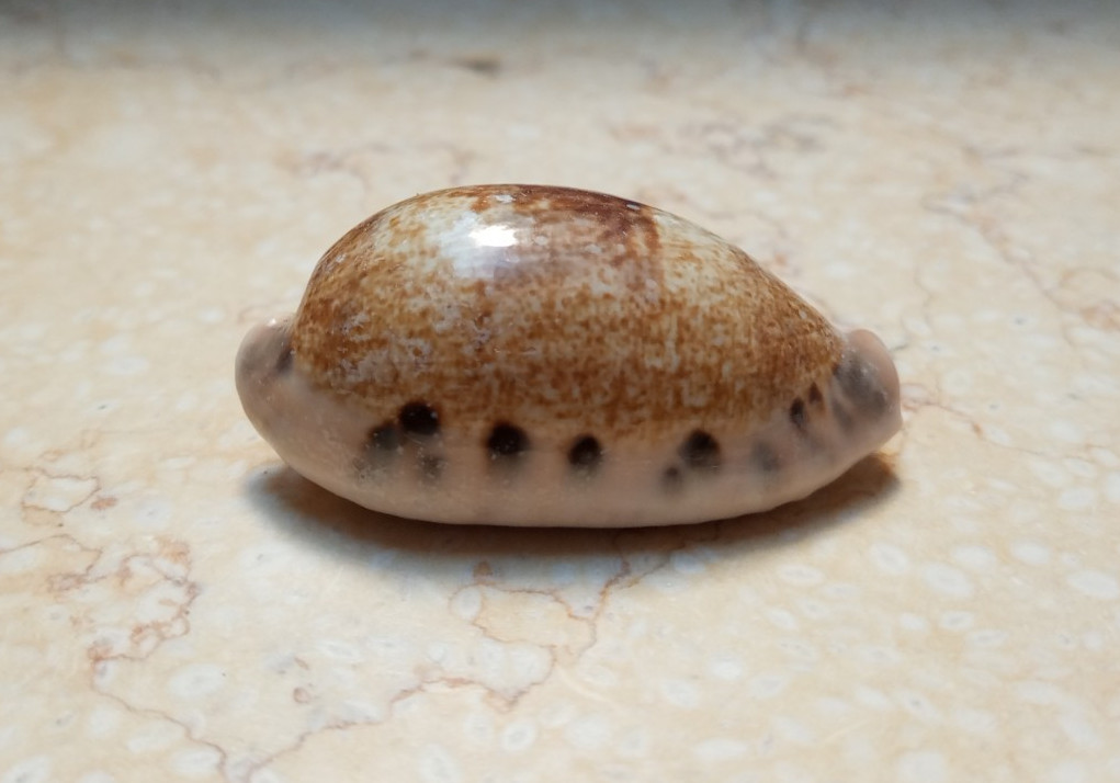 Cypraea caurica super natural glossy large size 56.8mm F++++F+++ red sea shell