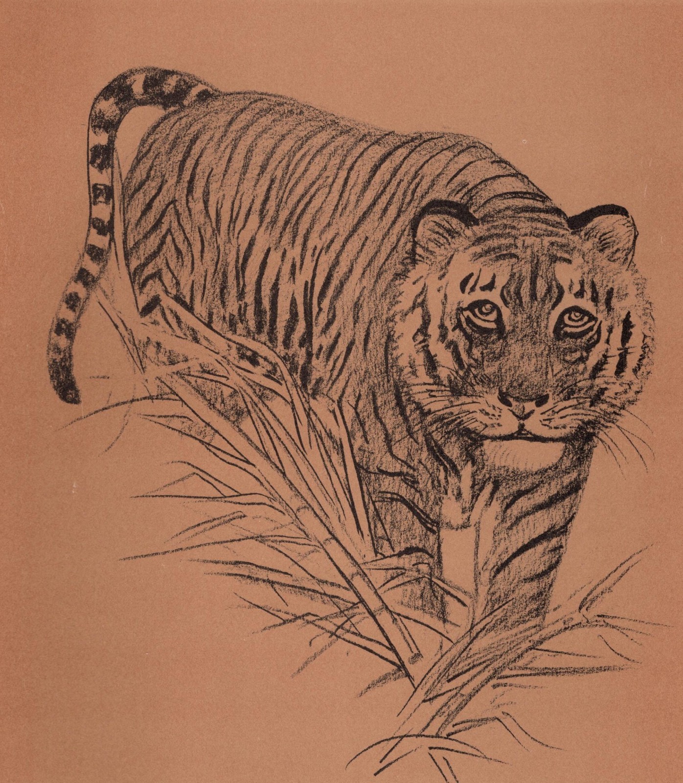 Bengal Tiger - CUSTOM MATTED - Vintage Animal Art Print - 1953 Diana Thorne